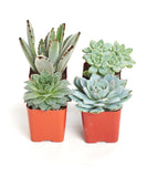 Four potted succulents in orange pots on a white background