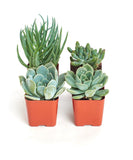 Four potted succulents on a white background