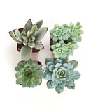 Collection of succulent plants on a white background