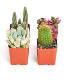 Four potted cacti and succulents on a white background