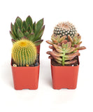 Four small pots with succulents and cacti on a white background