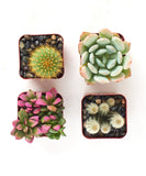Four small succulent plants in square containers on a white background