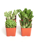 Four potted succulents in orange pots on a white background