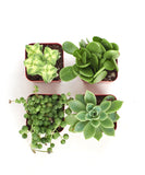 Four small potted succulents on a white background