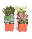 Unique Mini Succulent Collection