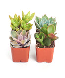 Unique Mini Succulent Collection on a white background