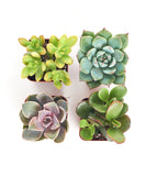 Four succulent plants in pots on a white background