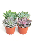 Rosette Medium Succulent Collection