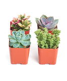 Pastel Mini Succulent Collection