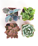 Four succulent Pastel Mini Succulent Collection plants in small pots on a white background