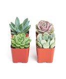 Four potted succulents in red pots on a white background