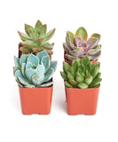 Four potted succulents in orange pots on a white background