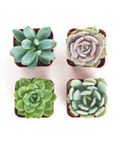 Four succulent plants in square pots on a white background