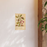 Cerasus nigra dulcis florens (Sweet Black Cherry in Bloom), Colorized Reproduction from Erucarum Ortus (1717), GoGardenNow Exclusive