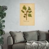 Populus nigra (Black Poplar) with Leaf Galls, Colorized Reproduction from Erucarum Ortus (1717), GoGardenNow Exclusive