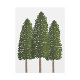 Ponderosa Pine Canvas Print – Wall Art