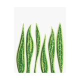 Snake Plant Botanical Print – Unframed Wall Art
