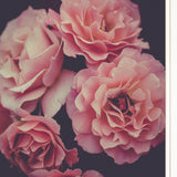 Dreamy Rose 1 White Framed Print Wall Art - FREE SHIPPING