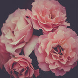 Dreamy Rose 2 Black Framed Print Wall Art - FREE SHIPPING