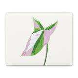 Syngonium Tricolor Canvas Print – Botanical Wall Art