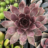 Close-up of Sempervivum 'Red Lion' plant with a blurred background