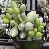 Adromischus oviformis in a pot with blurred background