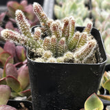 Small Rhipsalis baccifera subsp. horrida in a black pot with blurred background