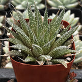 Aristaloe aristata, formerly known as Aloe aristata aka Lance Aloe plant with a red pot on a blurred background