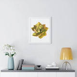 Noble Aeonium Succulent Framed Print – Botanical Wall Art