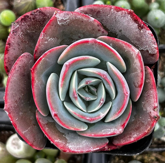 Close-up of a Echeveria 'Museli' with red and green leaves