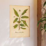 Salix acuto folio, Colorized Willow Engraving with Insects