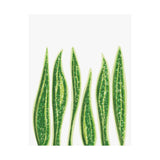 Snake Plant Botanical Print – Unframed Wall Art