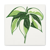 Philodendron Cream Splash Canvas Print – Botanical Wall Art