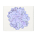 Graptopetalum Murasaki Succulent Canvas Print – Botanical Wall Art