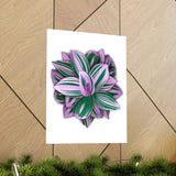 Tradescantia Nanouk Botanical Print – Unframed Wall Art