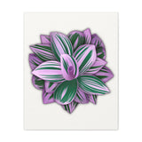 Tradescantia Nanouk Canvas Print – Botanical Wall Art