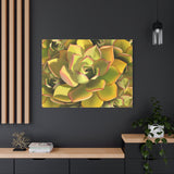 Noble Aeonium Succulent Pattern Canvas Print – Botanical Wall Art