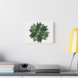 Stromanthe Triostar Canvas Print – Botanical Wall Art