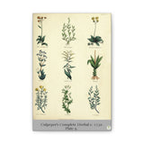 Culpeper’s Complete Herbal c.1750, Plate 9 Botanical Engraving Reproduction on Canvas