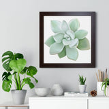 Pachyveria Haagei Succulent Framed Print – Botanical Wall Art