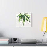 Philodendron Cream Splash Canvas Print – Botanical Wall Art