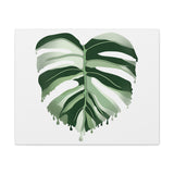Melting Monstera Albo Canvas Print – Botanical Wall Art