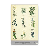 Culpeper’s Complete Herbal c.1750, Plate 12 Botanical Engraving Reproduction on Canvas