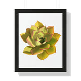 Noble Aeonium Succulent Framed Print – Botanical Wall Art