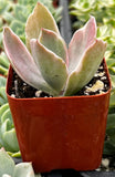 Echeveria 'Decora' in a red pot with a blurred green background