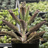 Spiky Kalanchoe delagoensis aka Mother of Millionsplant in a pot with a blurred green background