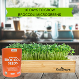 Zest Greens Heirloom Broccoli Seeds in an orange plastic container shown next to a bamboo planter box filled with young green broccoli microgreens, with a green banner reading '10 DAYS TO GROW BROCCOLI MICROGREENS' above.
