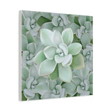 Pachyveria Haagei Succulent Pattern Canvas Print – Botanical Wall Art