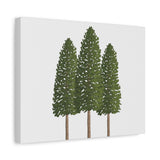 Ponderosa Pine Canvas Print – Wall Art