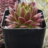 Red Sempervivum 'Gold Dust' plant in a black pot with other plants in the background